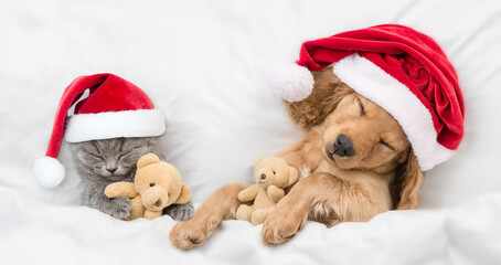 English Cocker Spaniel puppy and  cozy kitten hug toy bears  and sleep together under warm  white blanket on a bed at home. Pets wearing red santa hats sleep together