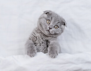 Playful  young fold kitten looks from under white warm blanket. Top down view
