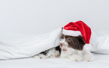 Sad Biewer Yorkshire terrier  puppy wearing red santa hat lying  on a bed under white blanket at home. Empty space for text