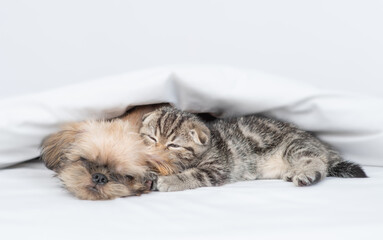 Cute tiny kitten licks  Brussels Griffon puppy under warm blanket on a bed at home
