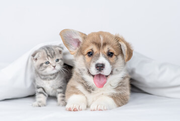 Fototapeta na wymiar Pembroke welsh corgi puppy and baby kitten lying together under warm white blanket on a bed at home