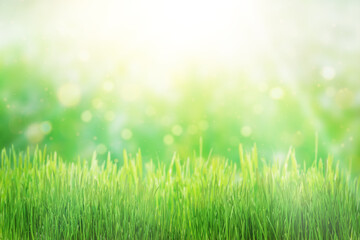 Fototapeta na wymiar Green grass natural background, springtime, soft focus.