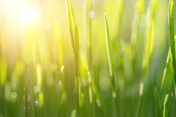 Green grass natural background, springtime, soft focus.