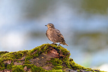 Common starling or European starling - Sturnus vulgaris - with juvenile plumage, in its natural habitat