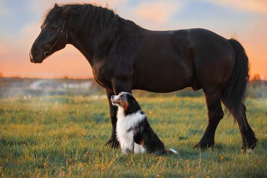 A dog and a horse. Friendship of a dog and a horse in nature. High quality photo