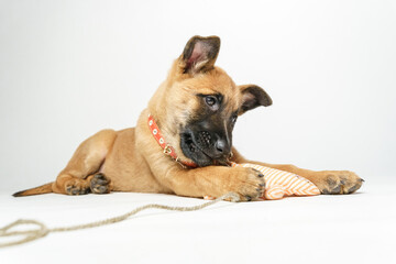 malinois puppy is 2 months old