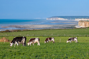 Troupeau de vaches (boeufs) dans une prairie en bord de mer. Cote d 'Albatre en Seine-maritime