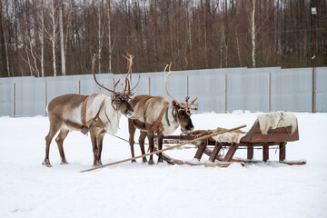 Northern reindeer.