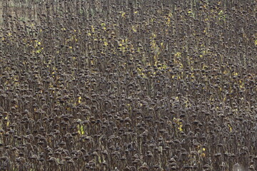 Champ de tournesol à maturité tourné vers la gauche en automne