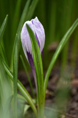 purple crocus flower