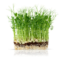 Growing micro greens peas sprouts with potted soil isolated on white background.