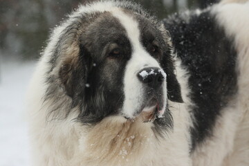 Head of a young Pyrenean Mastiff