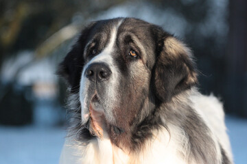 Head of a Pyrenean Mastiff