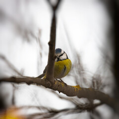 selective focus, beautiful dressed bird blue tit or bird blue bird, bird hunger and lack of food in the cold winter