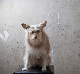 Cute dog portrait near gray concrete wall