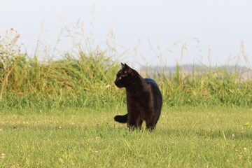 Portrait d'un chat noir aux yeux verts de face tournant la tête à gauche marchant dans un jardin 