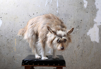 Cute dog portrait near gray concrete wall