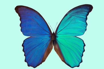 Blue and turquoise morpho butterfly. Tropical butterfly Morpho (Morpho didius).Isolated on a pale blue background.