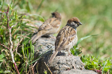 Fototapeta premium sparrow on a grass