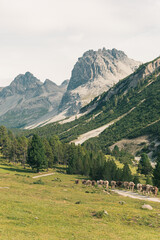 Fototapeta na wymiar Mountainous landscape in Switzerland with cows and horses