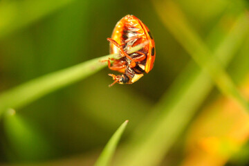 Coccinelle tête en bas et vue de dessous, accrochée à une herbe