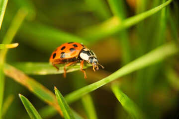 Coccinelle sur une herbe