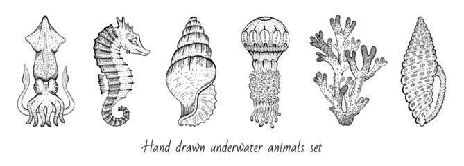 Sea animal icon set. Coral, sea horse, squid, shell, jellyfish sketch graphic elements. Trendy underwater collection. Black line engraved style. Cool hand drawing vector illustration isolated on white © Olga Che