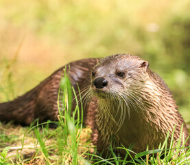 Portrait of an Asian Small-clawed Otter 