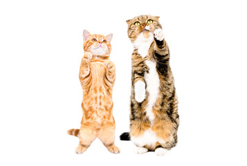 Playful cat and kitten standing together on hind legs isolated on white background