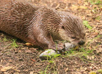 An Asian Small-clawed Otterfeeding on a fish