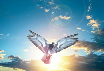 Dove to the sky, news of the world . beautiful religion background . Holy spirit doveSymbol