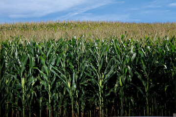 corn crop - agriculture concept - work on the farm
