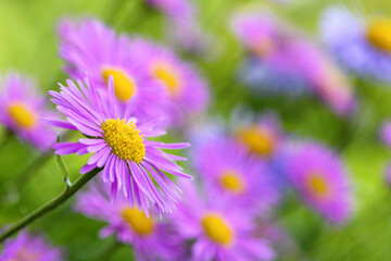 Purple alpine aster flower in the garden. Spring and summer backdrop