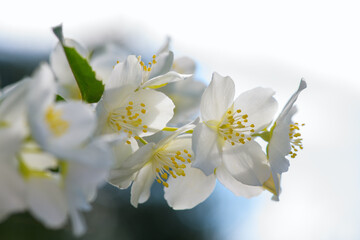 Jasmine flowers on a light background. Summer background