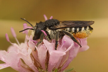 Closeup on a wed female mediterranean leafcutter, Megachile octosignata, on a pink scabious flower