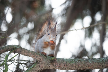 Red squirrel sitting on a tree branch in winter forest and nibbling seeds on snow covered trees background.