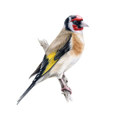Goldfinch bird on a tree branch. Watercolor illustration. Realistic single european songbird hand drawn illustration. Isolated on white background. Goldfinch beautiful bright europe avian