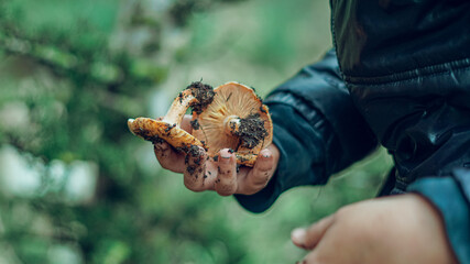 mushroom in hand, Find a mushroom