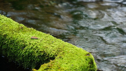 湧水の流れる川