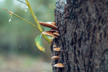 Mushrooms grow from bark