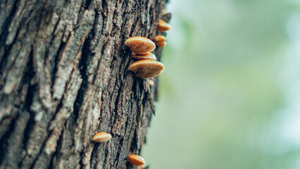 Mushrooms grow from bark, wood