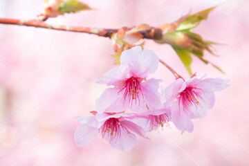 河津桜のアップ