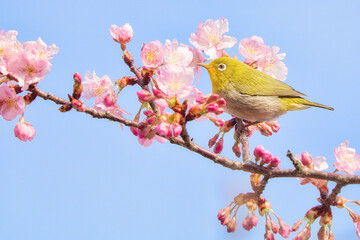 メジロと河津桜