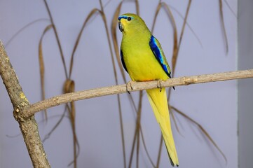 Ein Schmucksittich (Neophema elegans) in der Voliere.