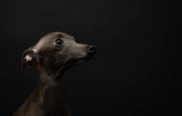 portrait of a small Italian greyhound