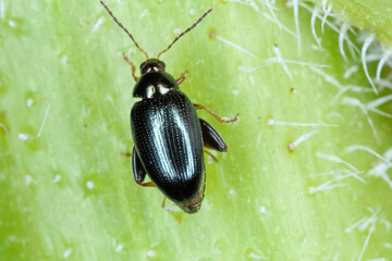 A beetle of the genus Psylliodes - Flea Beetles on green leaf.