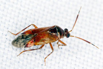 Capsid bugs - Miridae. Common names include plant bugs, leaf bugs and grass bugs. are known, common...