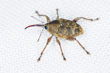 Curculio nucum, the nut weevil, is a beetle, with an especially elongated snout, characteristic of the Curculionini tribe of the weevil family (Curculionidae). Its larvae develop in hazel nuts. © Tomasz