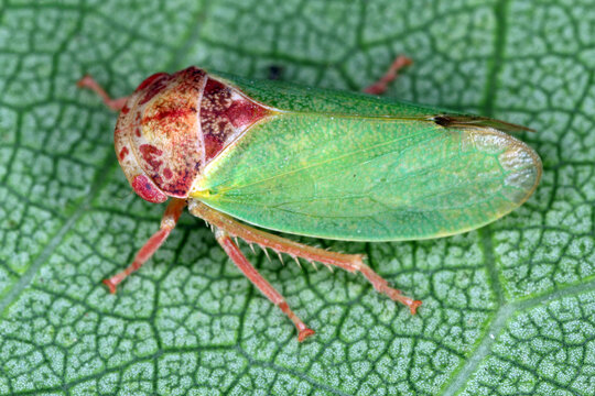 Iassus lanio leafhopper on leaf.