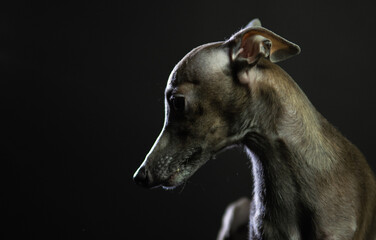 portrait of a small Italian greyhound. levretka in the studio